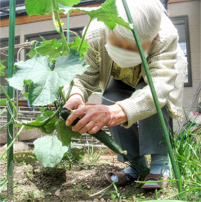 家庭菜園で野菜を収穫